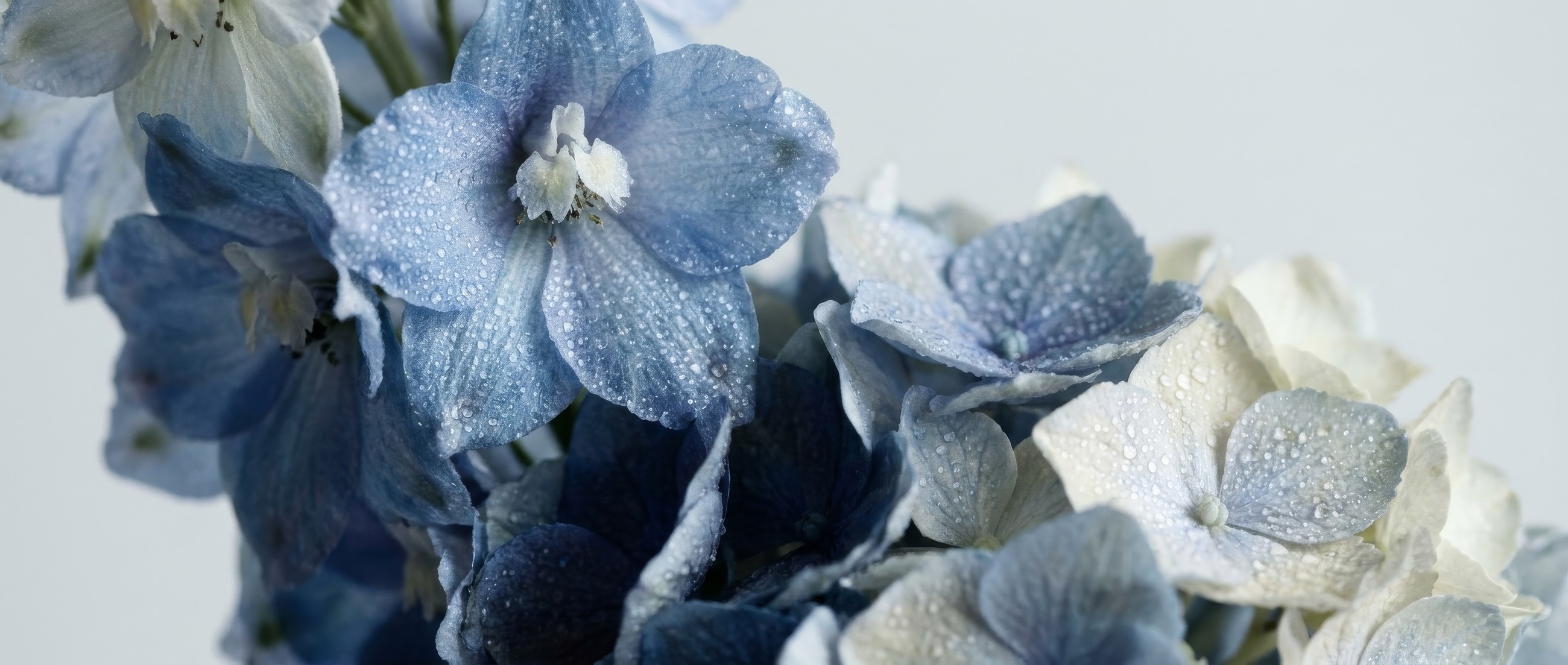 Zarte blaue und weisse Blüten mit Tautropfen